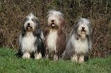 BEARDED COLLIE 356